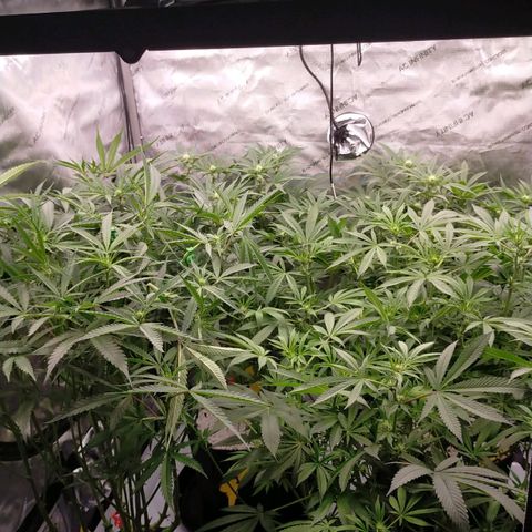 Trichome Orchards growlog photo: After defol!