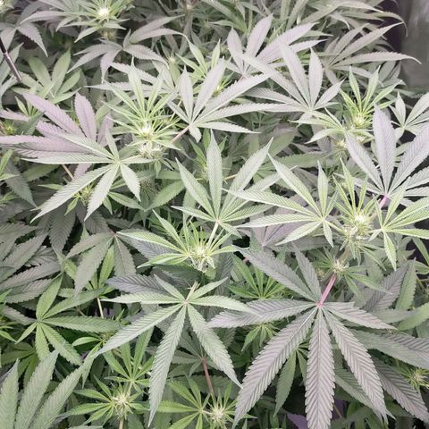 Trichome Orchards growlog photo: Before defol! 