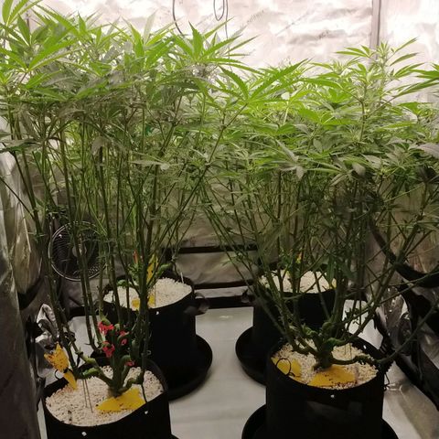 Trichome Orchards growlog timeline photo
