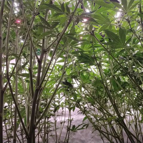 Trichome Orchards growlog timeline photo