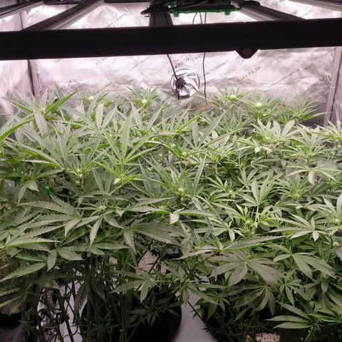 Trichome Orchards growlog timeline photo