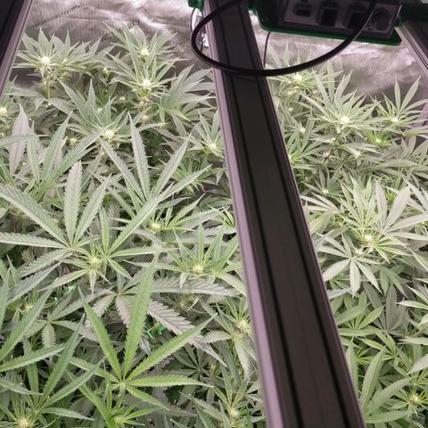 Trichome Orchards growlog timeline photo