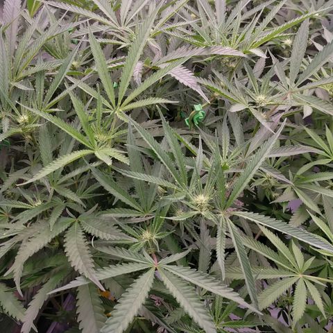 Trichome Orchards growlog timeline photo