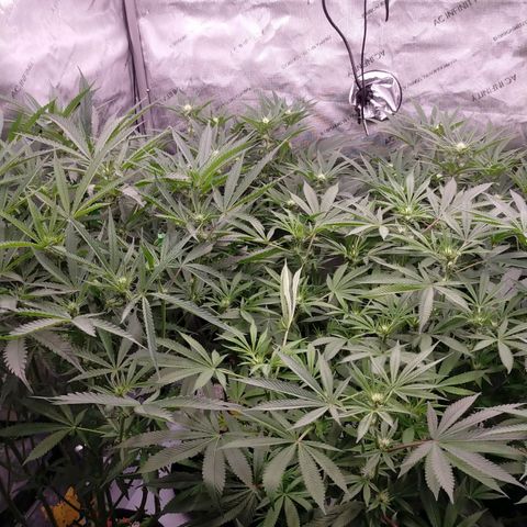 Trichome Orchards growlog timeline photo