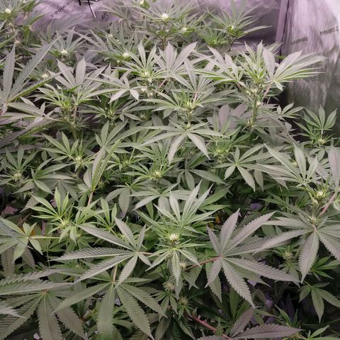 Trichome Orchards growlog timeline photo