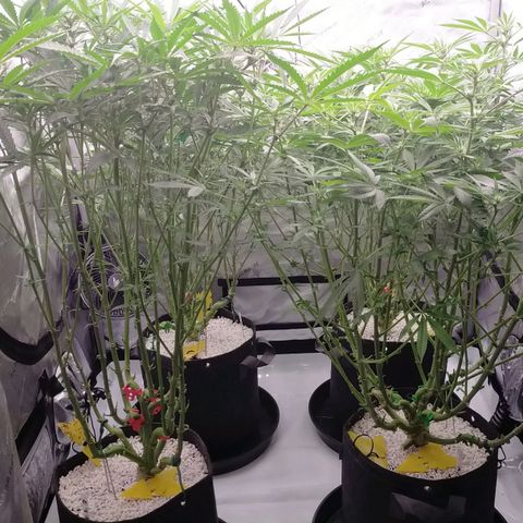 Trichome Orchards growlog timeline photo