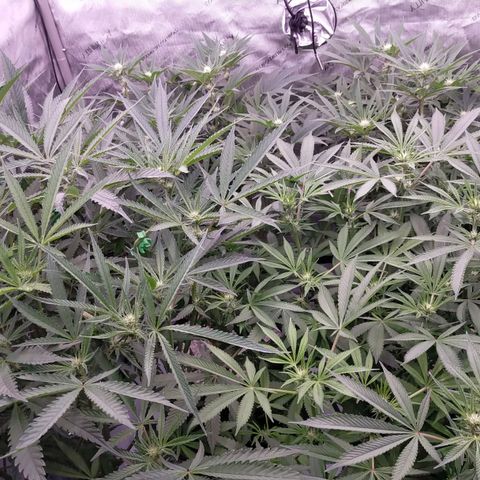Trichome Orchards growlog timeline photo