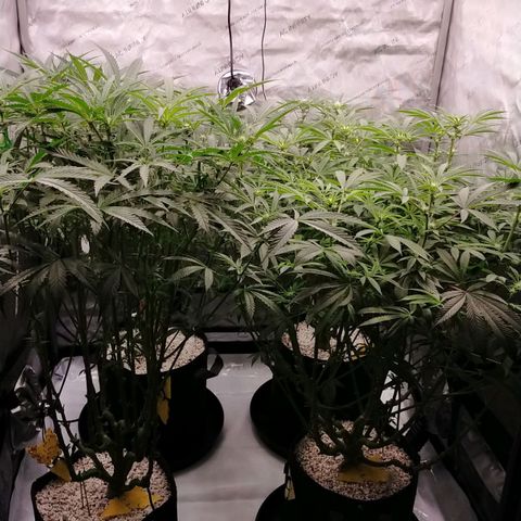 Trichome Orchards growlog photo: Just after lights on