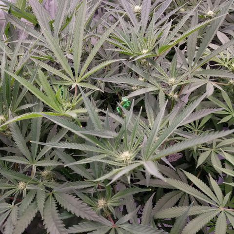 Trichome Orchards growlog photo: Just before lights off