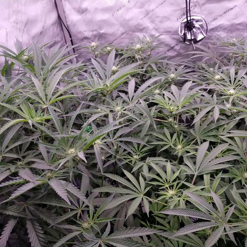 Trichome Orchards growlog photo: Just after lights on