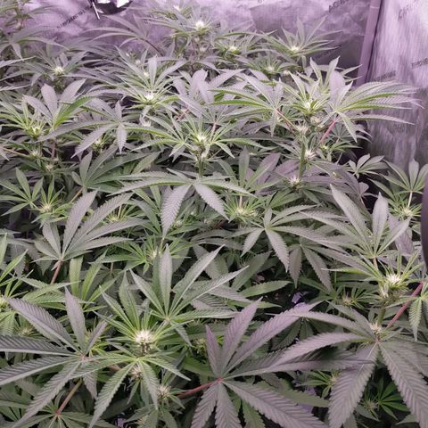Trichome Orchards growlog photo: Just after lights on