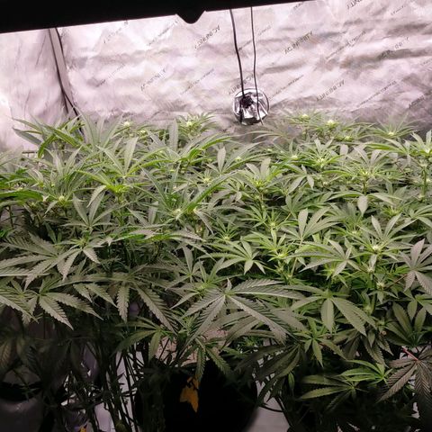 Trichome Orchards growlog photo: Just after lights on