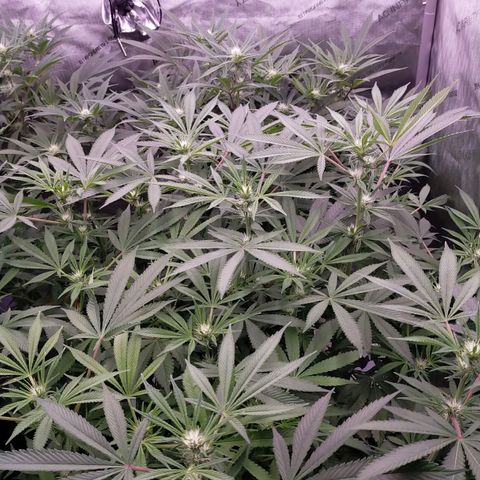 Trichome Orchards growlog photo: Just before lights off