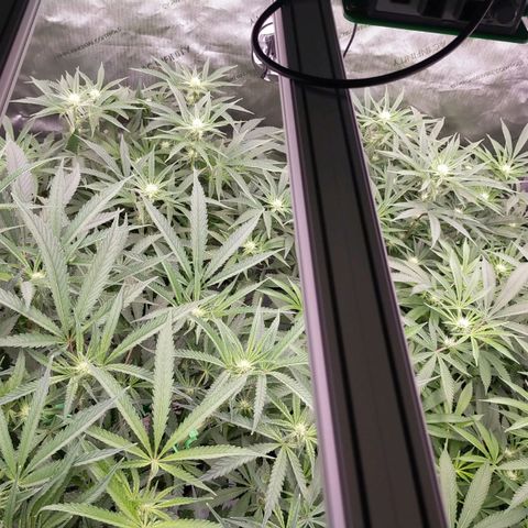 Trichome Orchards growlog photo: Just after lights on