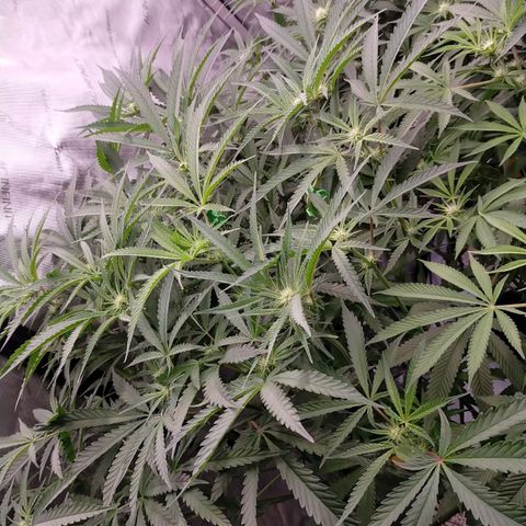 Trichome Orchards growlog photo: Just after lights on