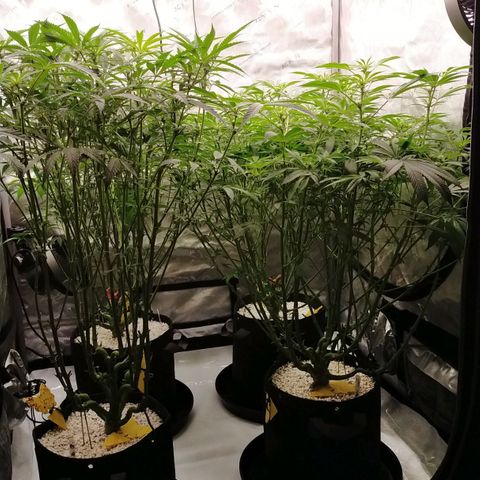 Trichome Orchards growlog photo: Just after lights on