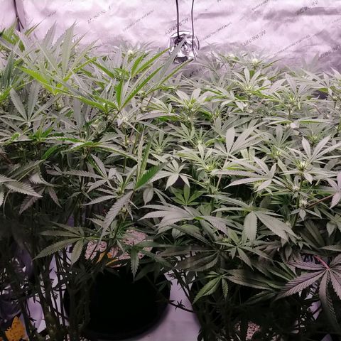 Trichome Orchards growlog photo: Just before lights off