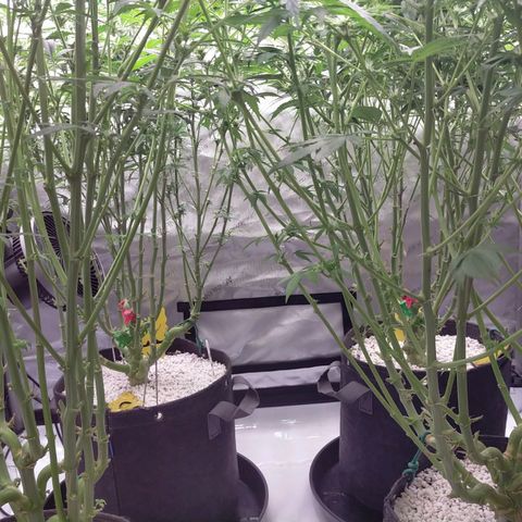 Trichome Orchards growlog timeline photo