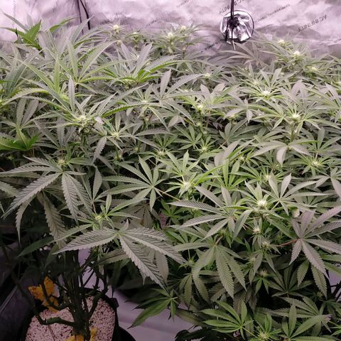 Trichome Orchards growlog timeline photo