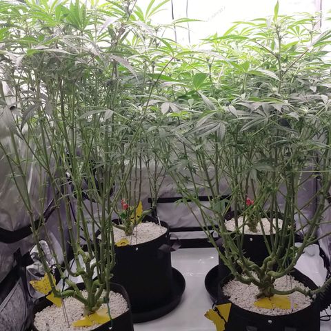 Trichome Orchards growlog timeline photo
