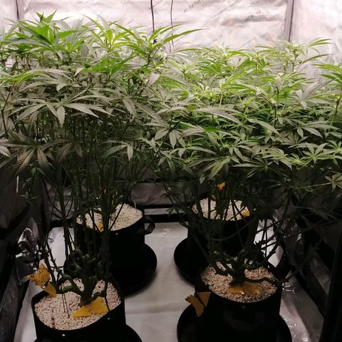 Trichome Orchards growlog timeline photo
