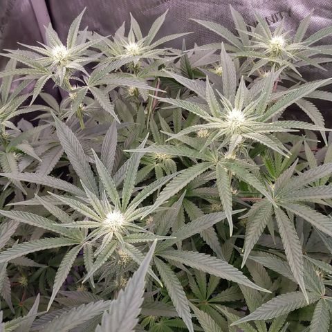 Trichome Orchards growlog timeline photo