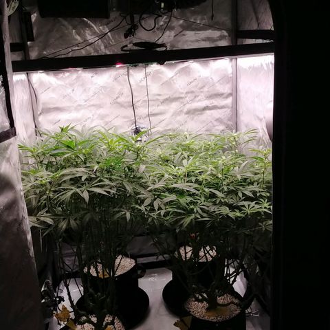 Trichome Orchards growlog timeline photo