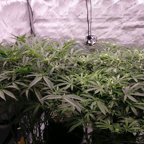 Trichome Orchards growlog timeline photo