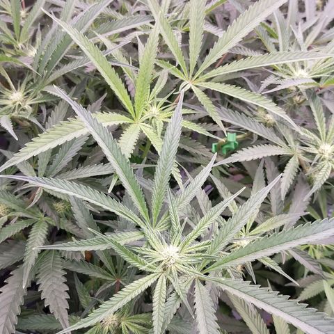 Trichome Orchards growlog timeline photo