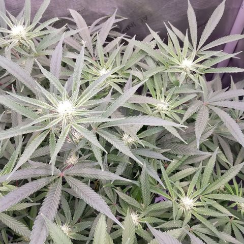 Trichome Orchards growlog timeline photo