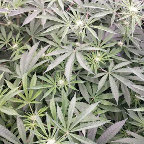 Trichome Orchards growlog timeline photo