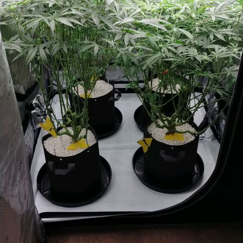 Trichome Orchards growlog timeline photo