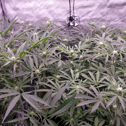 Trichome Orchards growlog photo: Before defol