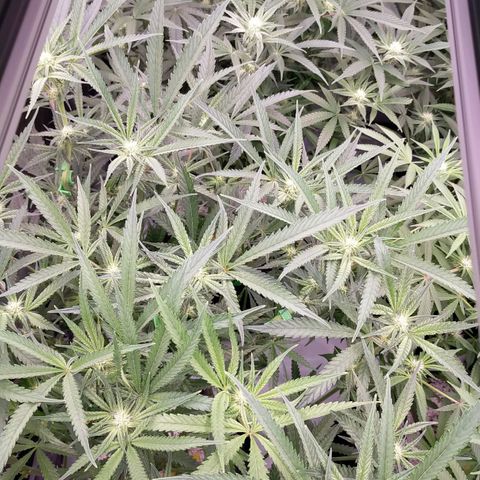 Trichome Orchards growlog photo: Before defol