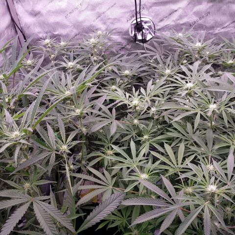 Trichome Orchards growlog photo: Before defol
