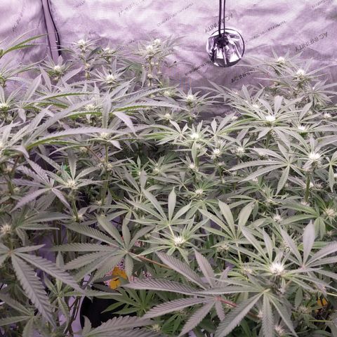 Trichome Orchards growlog photo: After defol