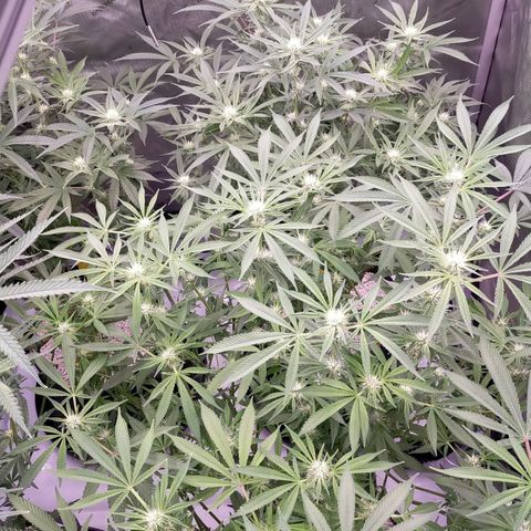 Trichome Orchards growlog photo: After defol