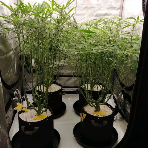 Trichome Orchards growlog photo: Before defol