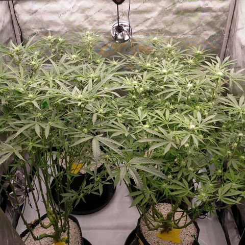 Trichome Orchards growlog photo: After defol