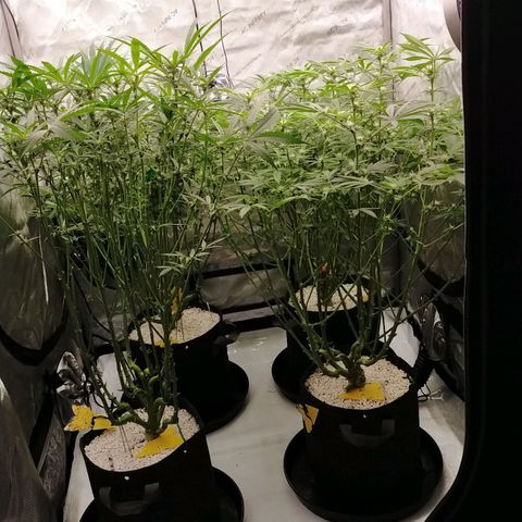 Trichome Orchards growlog photo: Before defol