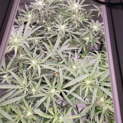 Trichome Orchards growlog photo: After defol