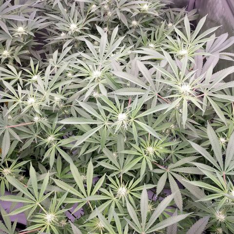 Trichome Orchards growlog photo: Before defol