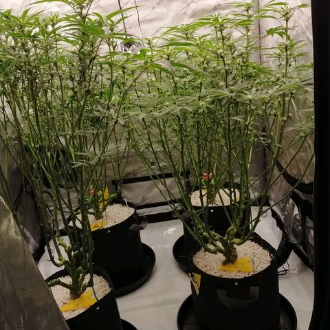 Trichome Orchards growlog photo: After defol