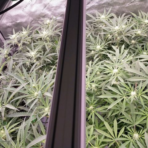 Trichome Orchards growlog photo: Before defol