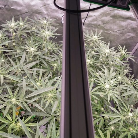 Trichome Orchards growlog photo: After defol
