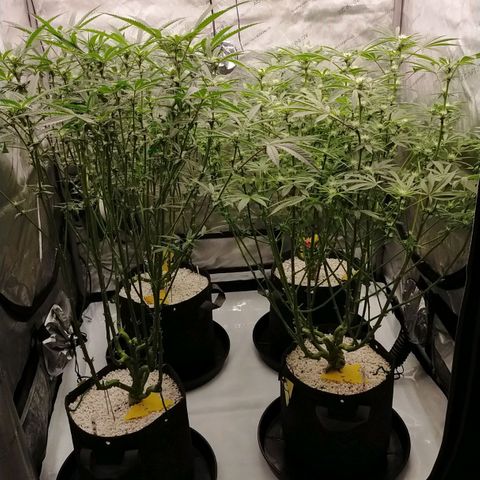 Trichome Orchards growlog timeline photo