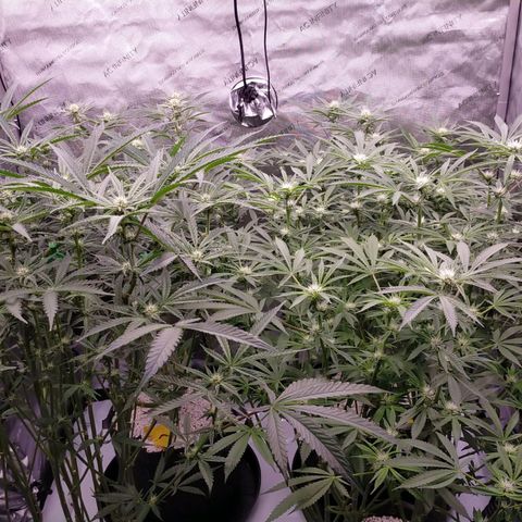 Trichome Orchards growlog timeline photo