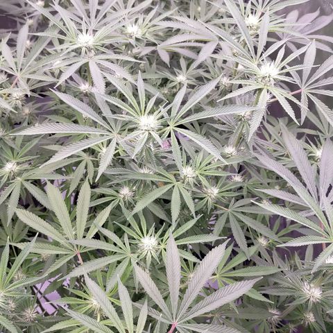 Trichome Orchards growlog timeline photo