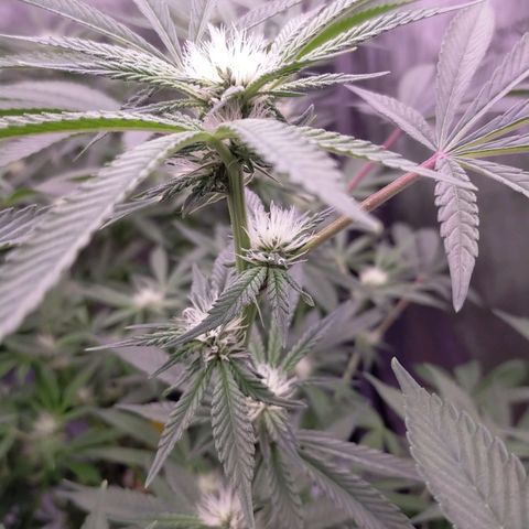 Trichome Orchards growlog timeline photo