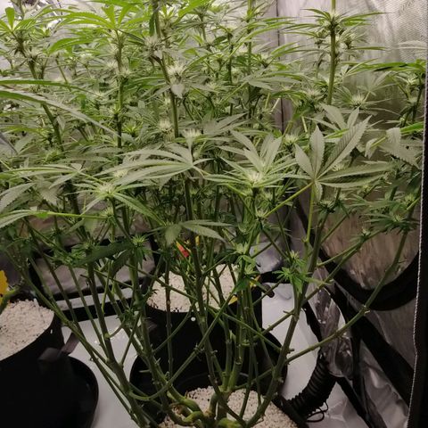 Trichome Orchards growlog timeline photo